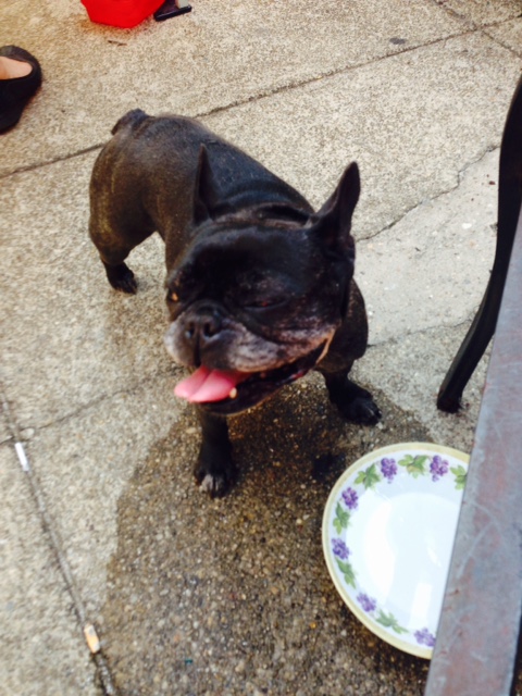 All Smiles for the French Bulldog Party! 