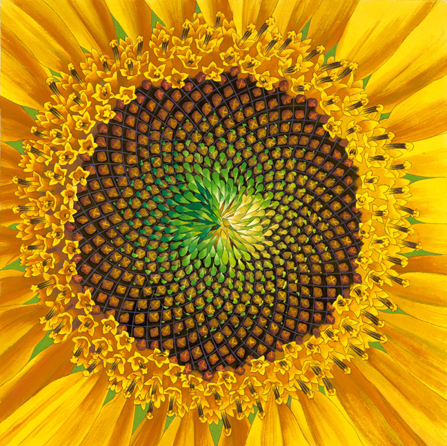 SunFlower_scan, 4/24/70, 2:20 AM, 8C, 7850x7970 (149+1250), 100%, Default Settin, 1/12 s, R79.0, G35.1, B47.3